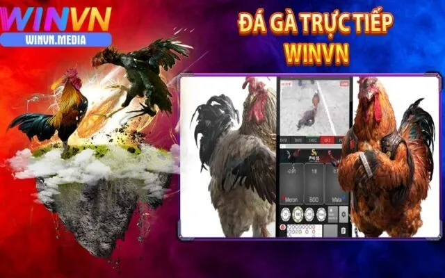 Đá Gà WinVN – Trực Tiếp Cược Nhanh, Thưởng Lớn Mỗi Ngày